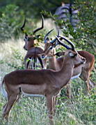 deer impala gomo gomo IMG_5040.jpg